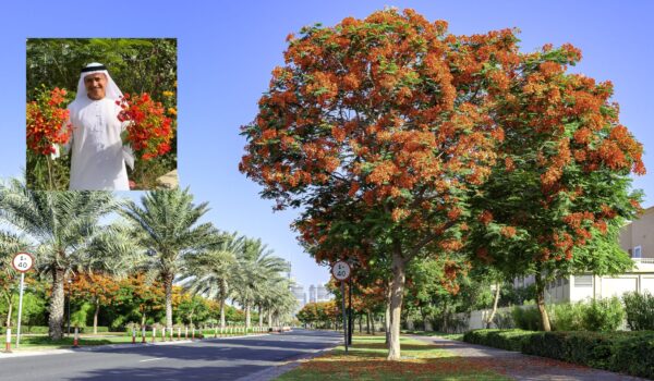 UAE Farmer Donates 200 Flame Trees to Dubai to Boost Green Cover